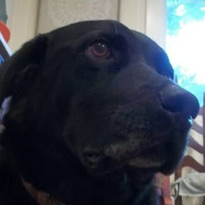 Meet your Posher, Bubba